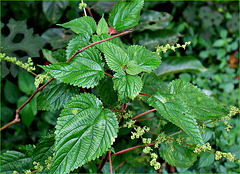 Urtica dioica