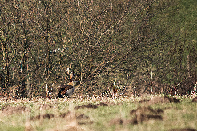 20150216 7046VRTw [D~SHG] Nilgans (Alopochen aegyptiaca), Weser, Rinteln