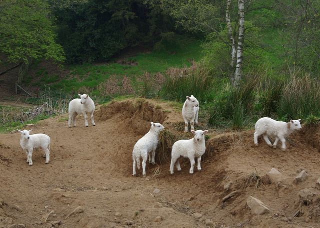 Lamb Crèche