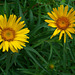 094 Ochsenauge ist eine Blume alpiner Rasen