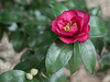 Camellia blossom