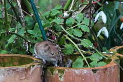 20150306 7187VRTw [D~RI] Feldmaus (Microtus arvalis), Rinteln