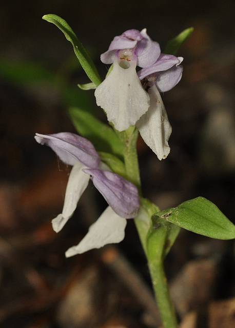 showy orchis galearis spectabilis st bruno 3 june 2017 DSC 4442