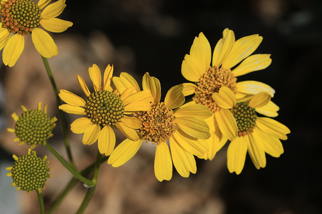 Brittlebush