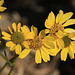 Brittlebush