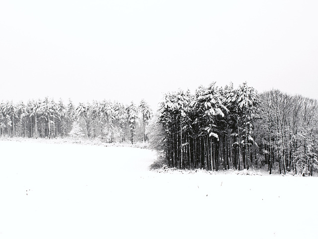 Red Oak Hill High Key Snow