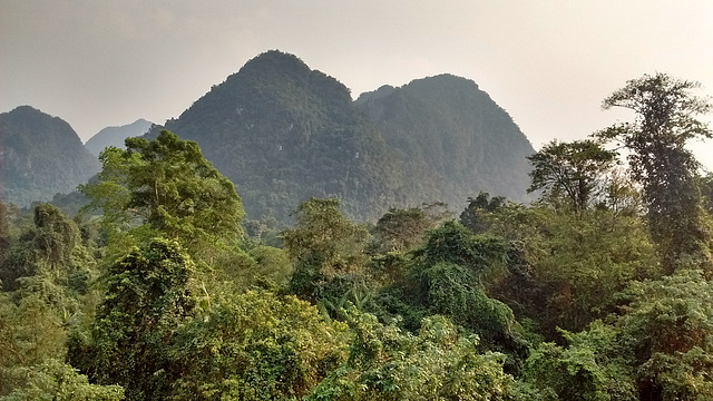 Vietnamese jungle / Jungle Vietnamienne