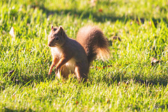 Red Squirrel