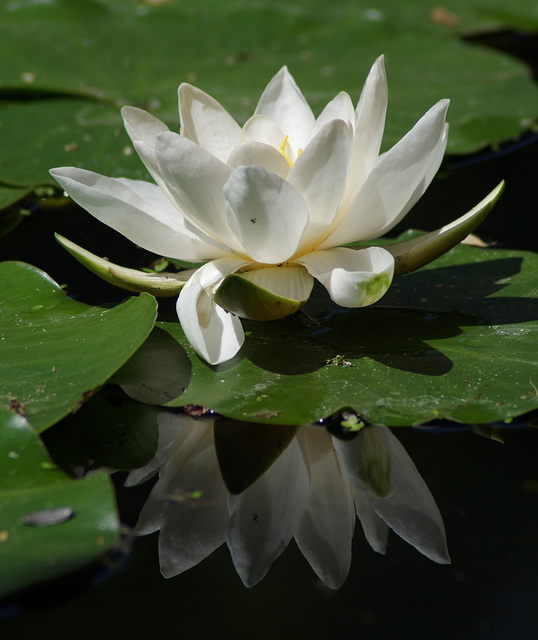 Water-lily in the pond, the Pergola