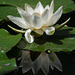Water-lily in the pond, the Pergola