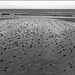 Wormcasts, Swansea Bay.
