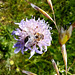 Skabiose (Scabioasa)