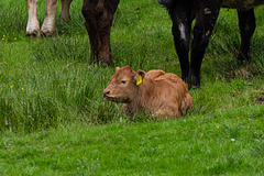 Very young calf