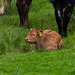 Very young calf