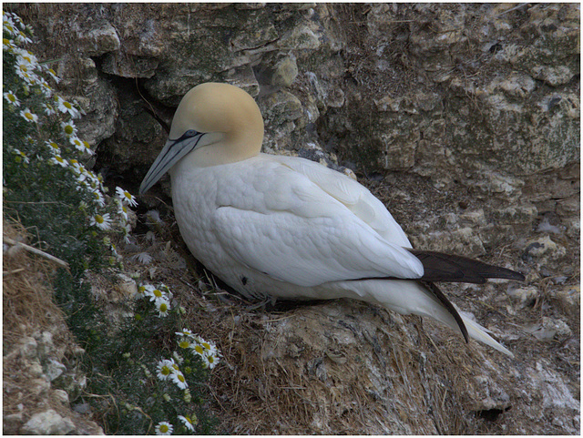 EF7A9636 -1Gannet