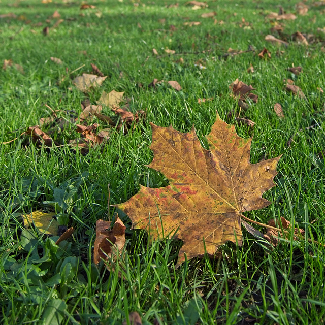 Fallen Leaf