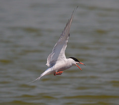 EF7A0359 Common Tern-1