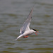 EF7A0359 Common Tern-1