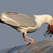 EOS 90D Peter Harriman 18 32 04 07806 hookieNesting dpp
