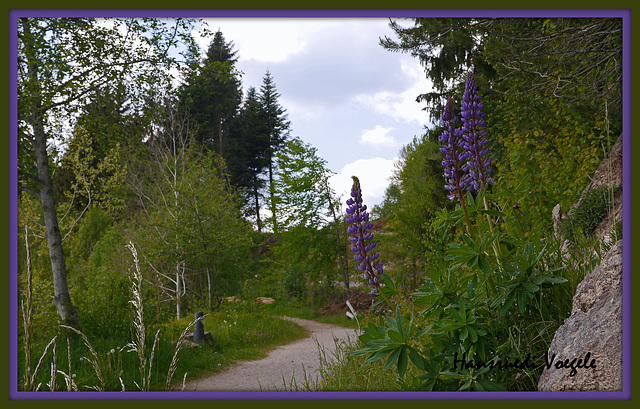 Lupinen/ Seeweg am Kirnbergsee