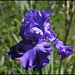 Iris Blenheim Royal