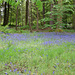 Bluebells of Scotland.  On the grounds of Inveraray Castle.
