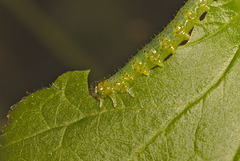 EF7A8604gooseberrysawfly