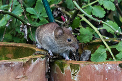 20150306 7192VRTw [D~RI] Feldmaus (Microtus arvalis), Rinteln