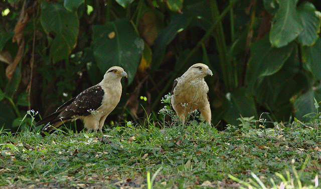 Two caracaras EF7A5464.