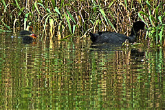 Mammy Coot and Two Very Tiny Ones!