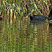 Mammy Coot and Two Very Tiny Ones!