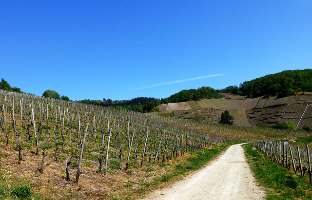 DE - Mayschoß - Auf dem Rotweinwanderweg