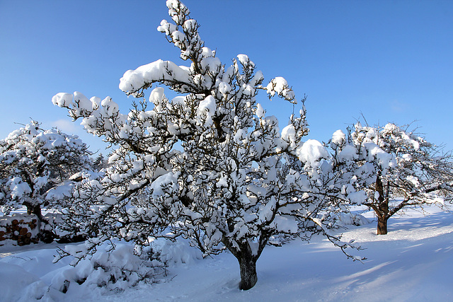 Winter in Oberschwaben