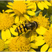 IMG 0480 Hoverfly