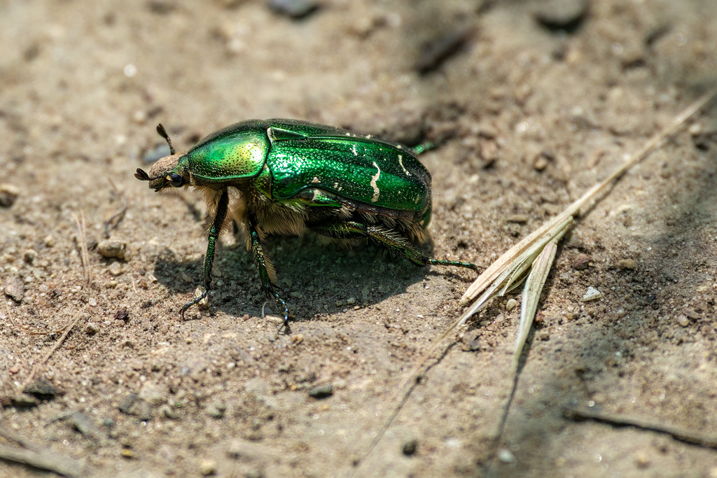 Rosenkäfer