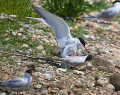 EF7A0396 Common Terns mating