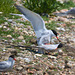 EF7A0396 Common Terns mating