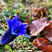 Enzian (Gentiana)