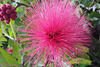 Calliandra carbonaria (?) Calliandra carbonaria (?)