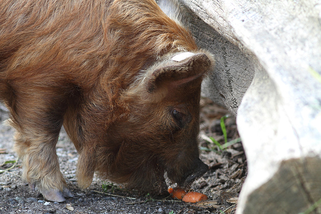 Kune Kune-Jungeber Tommy (Wilhelma)