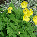 Wildflowers growing in a church yard on Loch Awe, Scotland.  Buttercup? Anyone know?