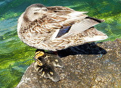 Jung-Enten in Limone 5. ©UdoSm