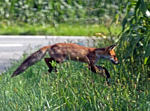 Sprung ins Maisfeld