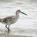 Day 4, Willet, Mustang Island State Park