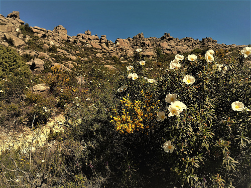 Peña del Tejo in spring.