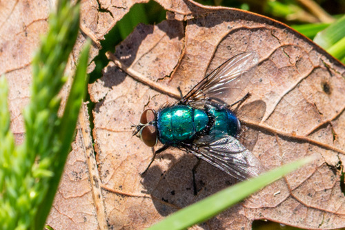 Greenbottle DSD1184