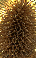 Teasel