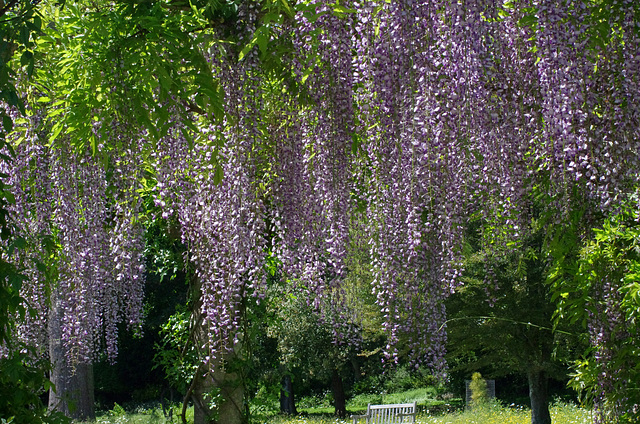 Wisteria on the Pergola