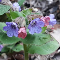 Lungenkräuter (Pulmonaria)