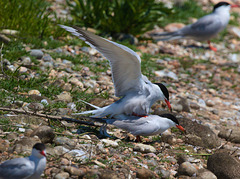 EF7A0400 Common Terns